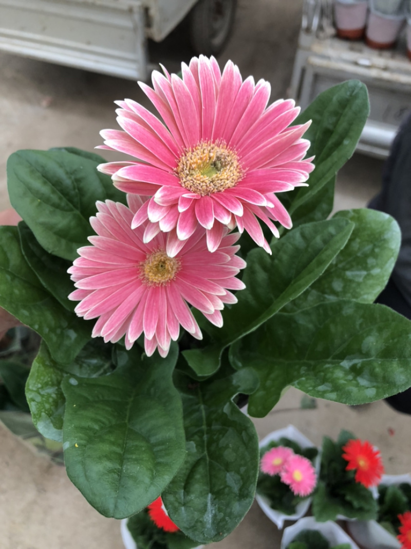 非洲菊花色多颜色亮基地出货质优价廉