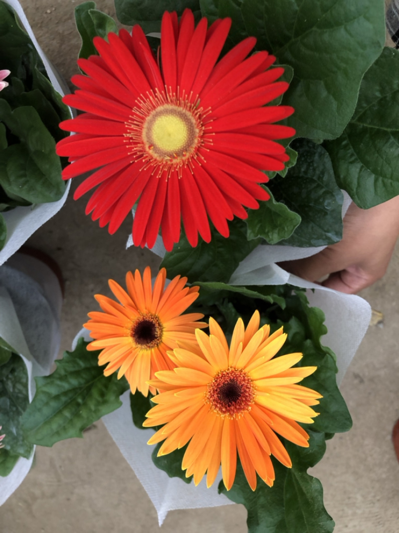 非洲菊花色多颜色亮基地出货质优价廉