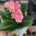 非洲菊花色多颜色亮基地出货质优价廉