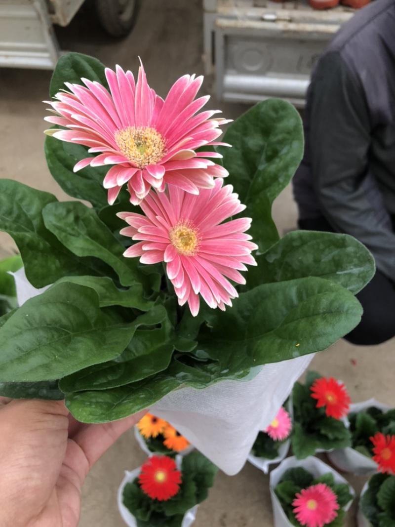 非洲菊花色多颜色亮基地出货质优价廉