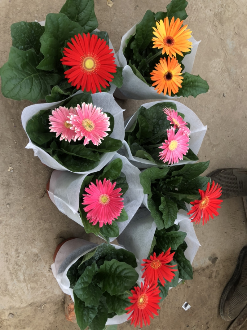 非洲菊花色多颜色亮基地出货质优价廉