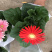 非洲菊花色多颜色亮基地出货质优价廉
