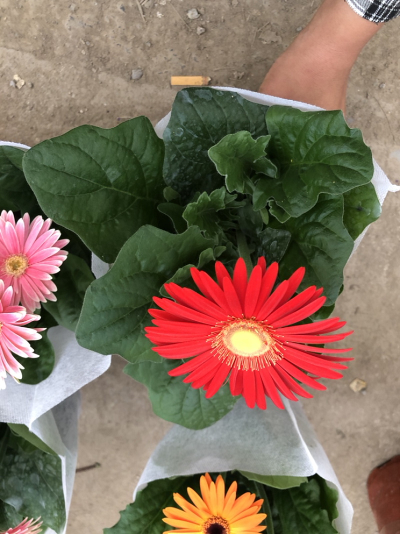 非洲菊花色多颜色亮基地出货质优价廉