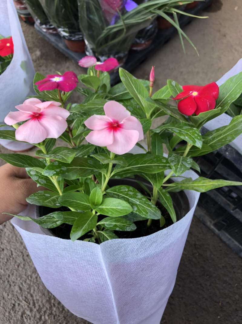 长春花天天开一盆三色草炭土基地出货质优价廉
