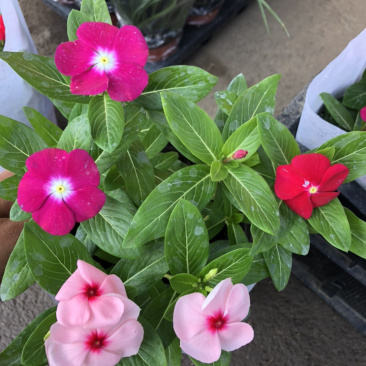 长春花天天开一盆三色草炭土基地出货质优价廉