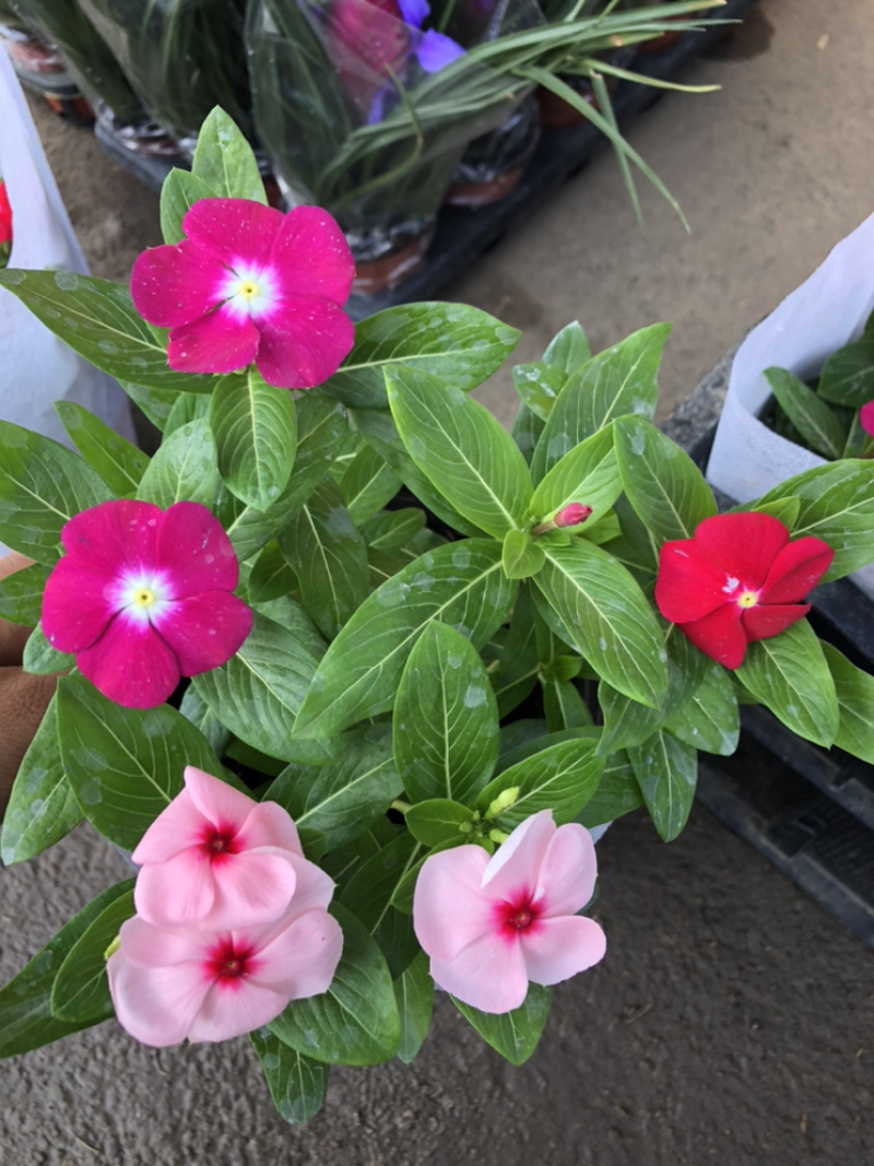 长春花天天开一盆三色草炭土基地出货质优价廉