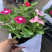 长春花天天开一盆三色草炭土基地出货质优价廉