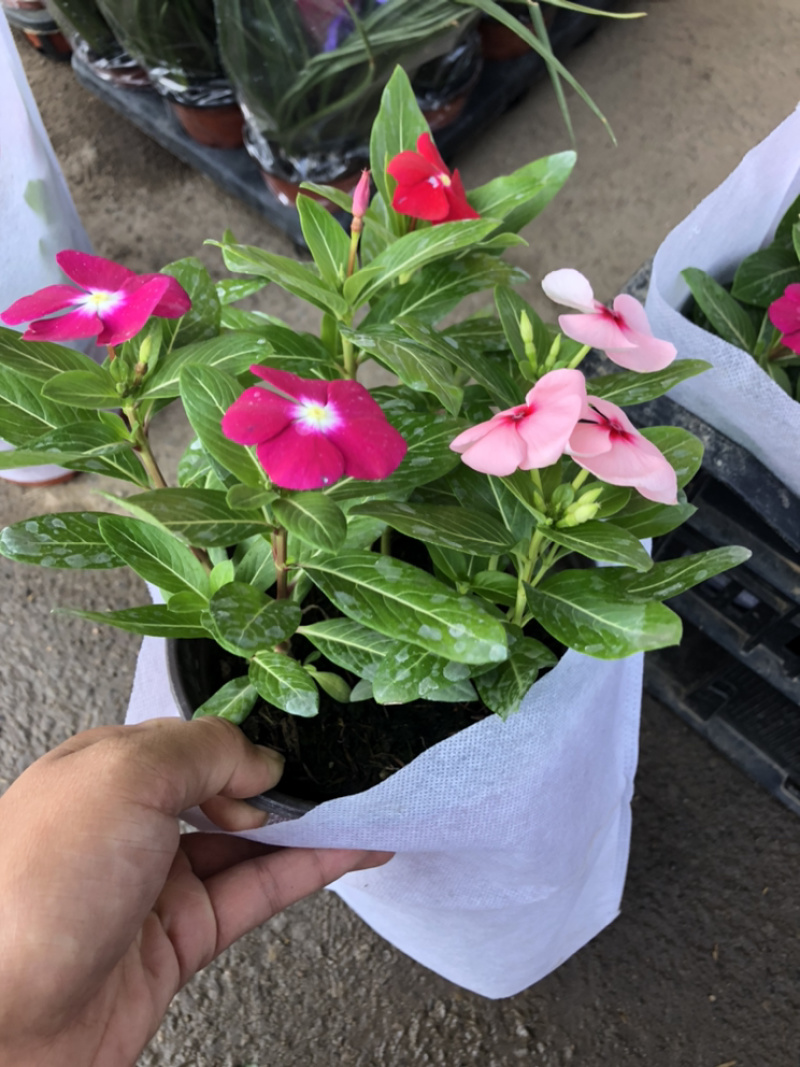 长春花天天开一盆三色草炭土基地出货质优价廉
