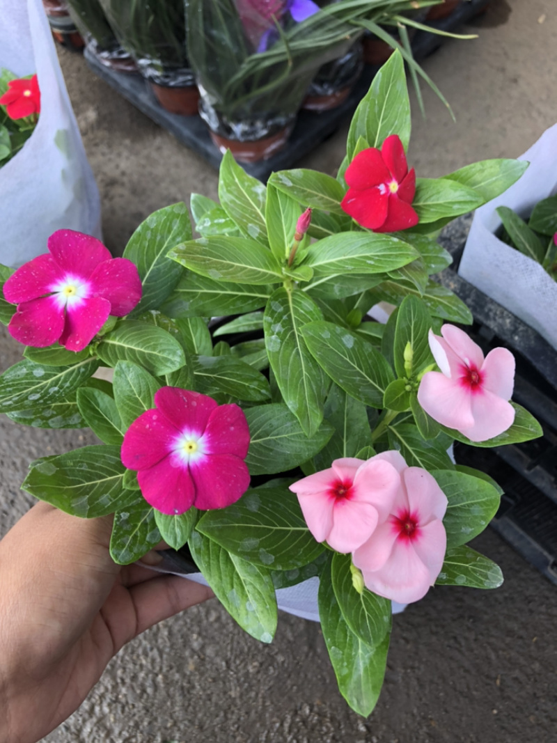 长春花天天开一盆三色草炭土基地出货质优价廉