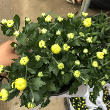 荷兰菊颜色多青州基地出货质量好价格优