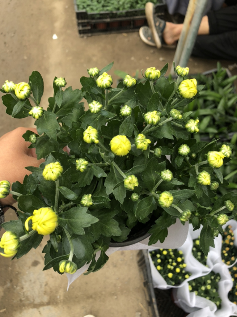 荷兰菊颜色多青州基地出货质量好价格优