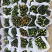 荷兰菊颜色多青州基地出货质量好价格优