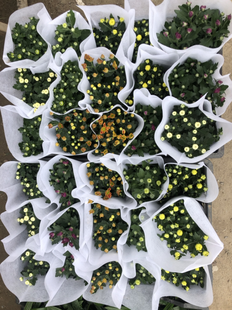荷兰菊颜色多青州基地出货质量好价格优