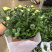 荷兰菊颜色多青州基地出货质量好价格优