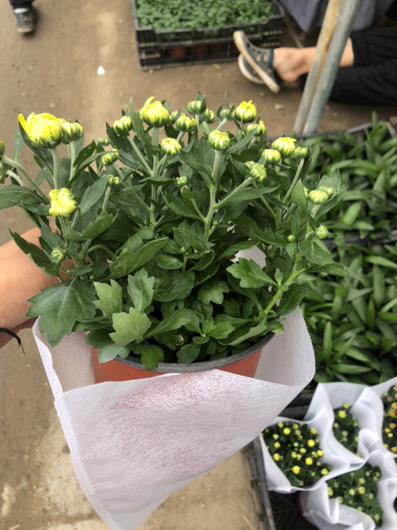 荷兰菊颜色多青州基地出货质量好价格优