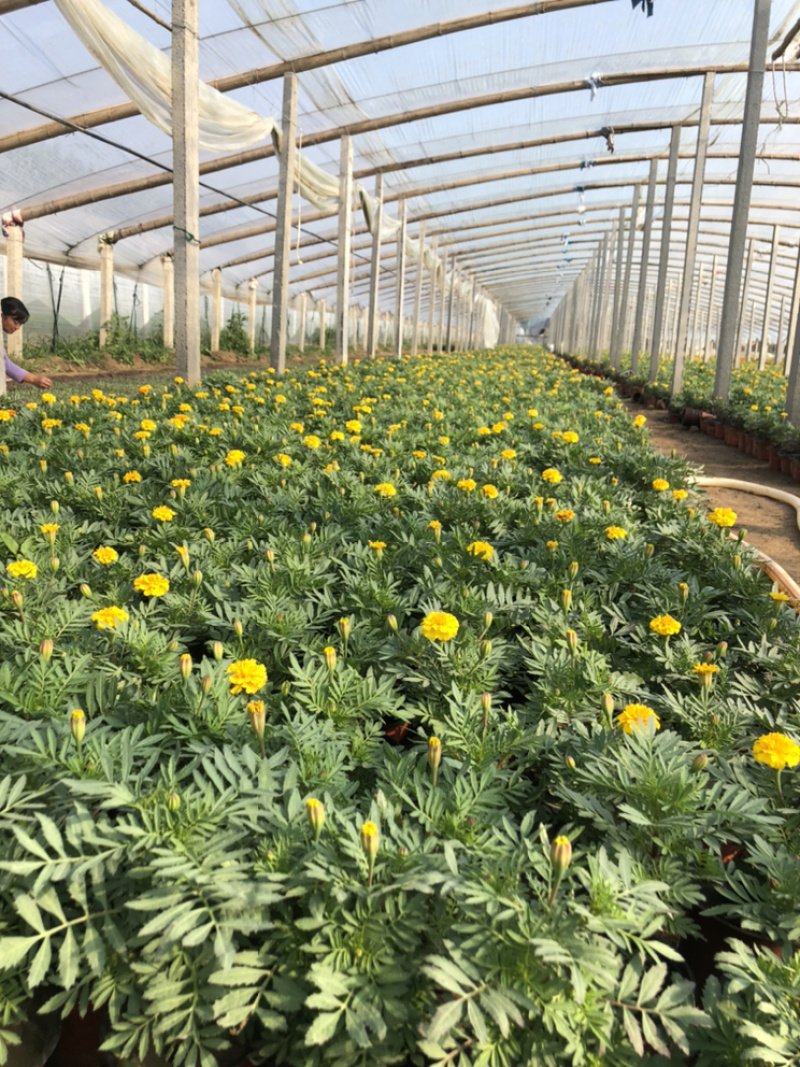 四季海棠绿化租摆用大量有货青州基地出货