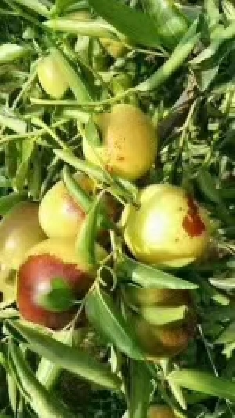 正宗沾化冬枣种植户代办