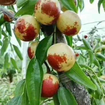 正宗沾化冬枣种植户代办