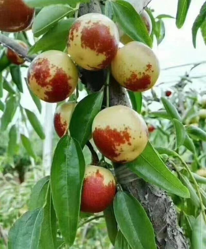 正宗沾化冬枣种植户代办