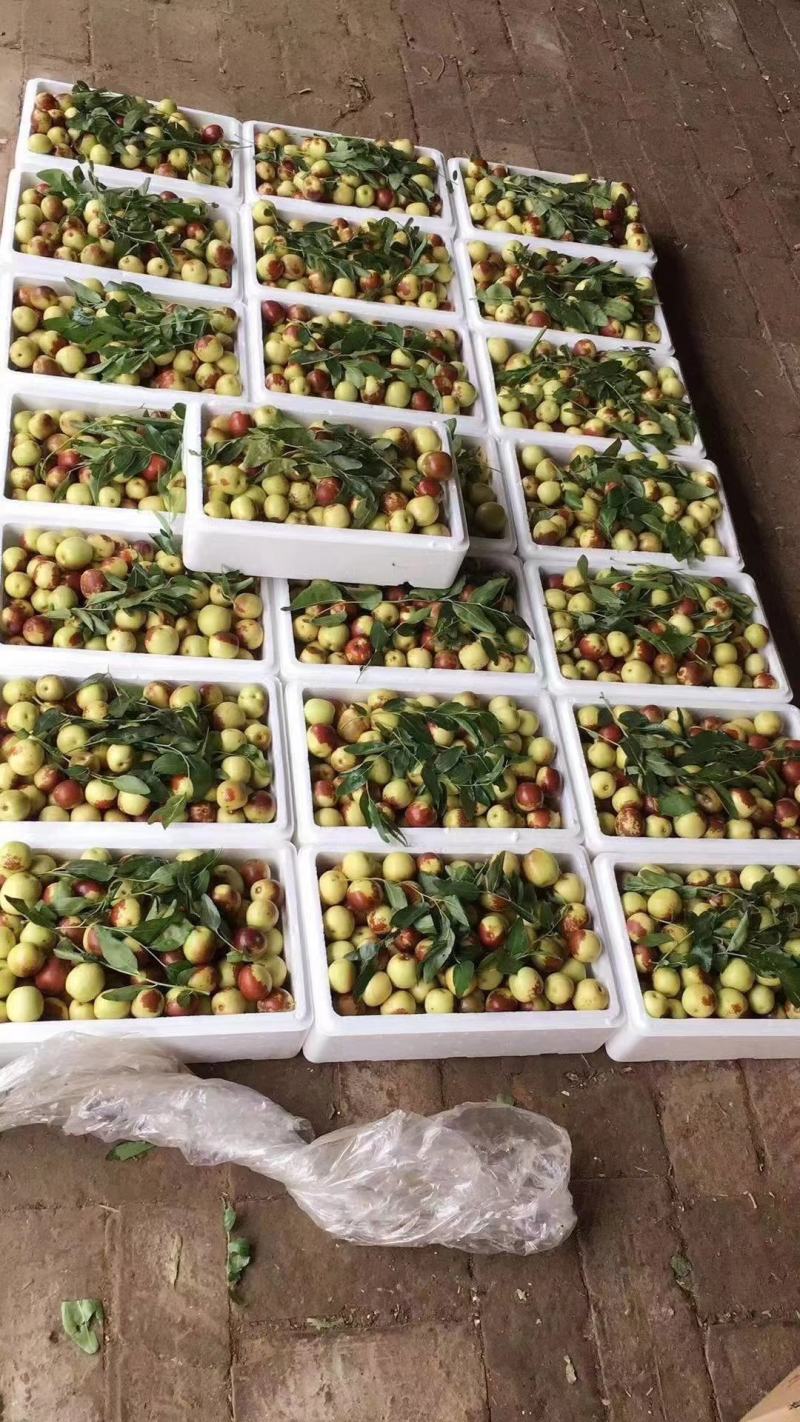 正宗沾化冬枣种植户代办
