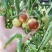 正宗沾化冬枣种植户代办