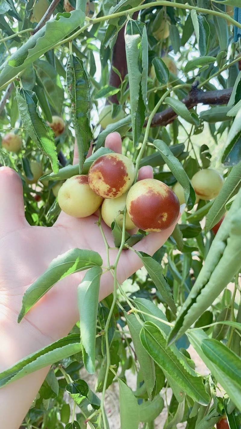 正宗沾化冬枣种植户代办