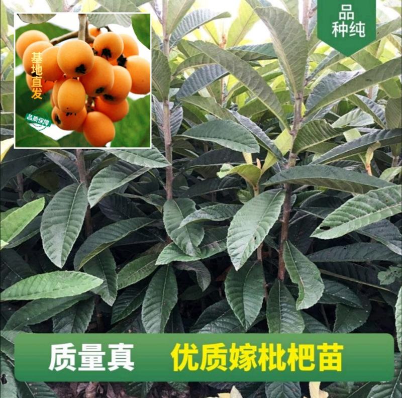 枇杷果树嫁接苗大五星白玉当年结果基地直发品种纯正现挖现发