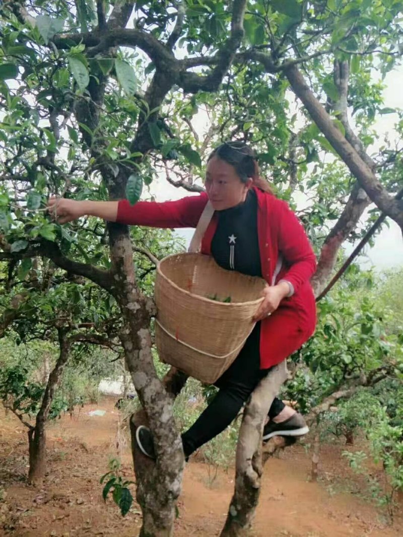 普洱茶散茶小户赛古树茶配木箱500克装280元/箱