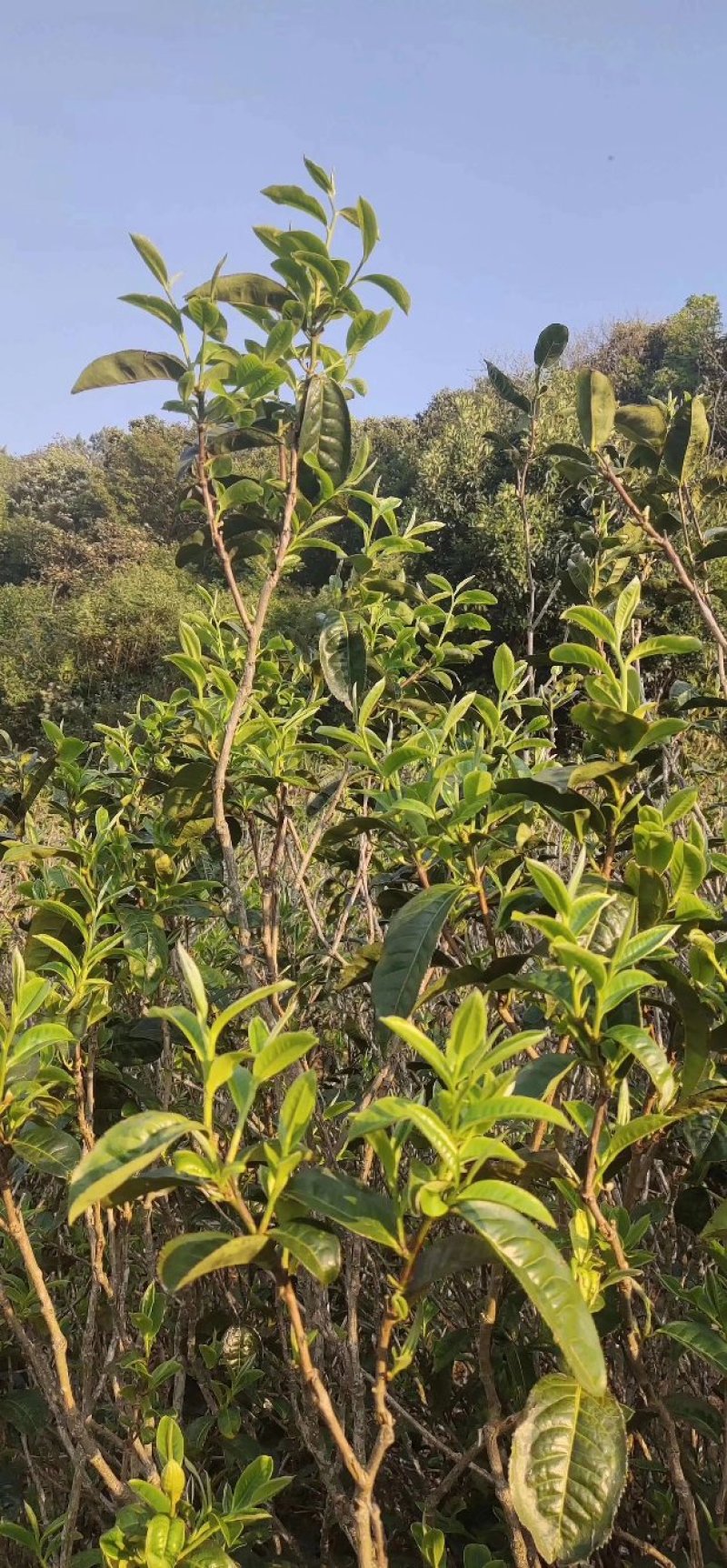 普洱茶散茶小户赛古树茶配木箱500克装280元/箱
