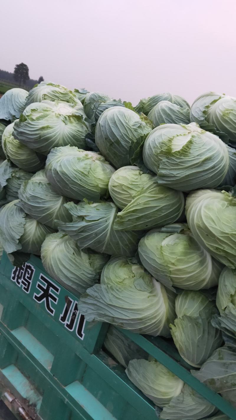 河南通許大量供應精品京丰，墨玉正在攻收货中