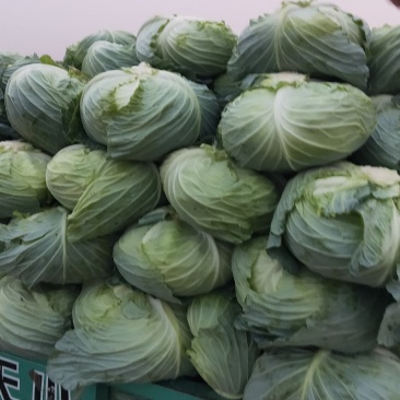河南通許大量供應精品京丰，墨玉正在攻收货中