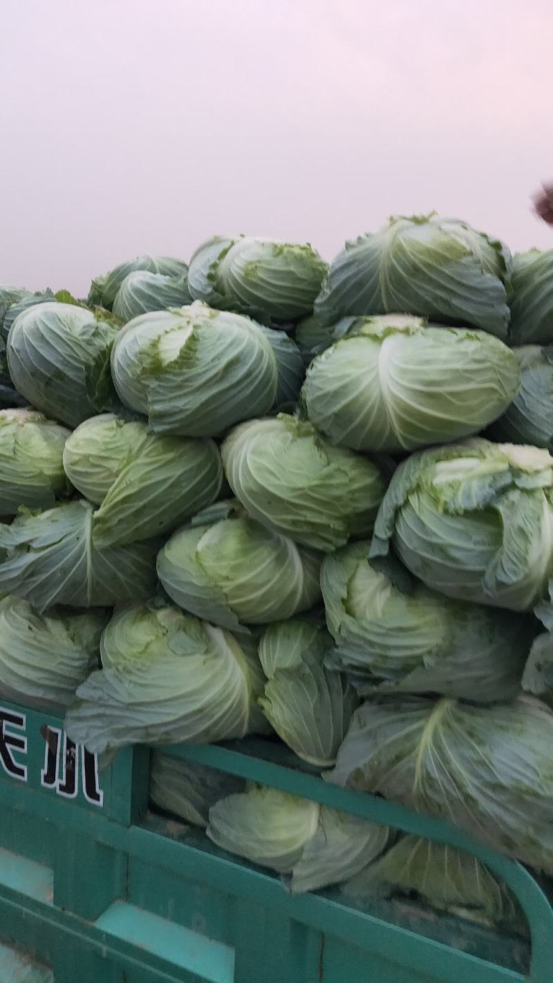 河南通許大量供應精品京丰，墨玉正在攻收货中