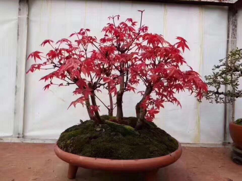 丛生日本红枫红舞姬小苗丛生日本红枫红舞姬小苗红舞姬小苗