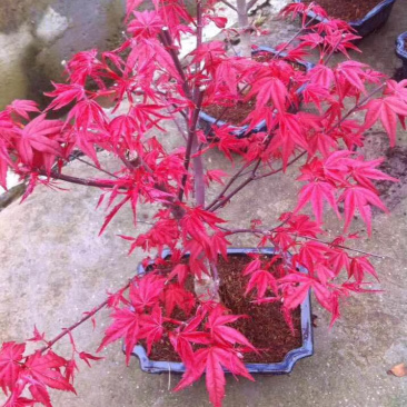 丛生日本红枫红舞姬小苗丛生日本红枫红舞姬小苗红舞姬小苗