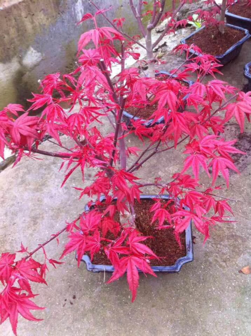 丛生日本红枫红舞姬小苗丛生日本红枫红舞姬小苗红舞姬小苗