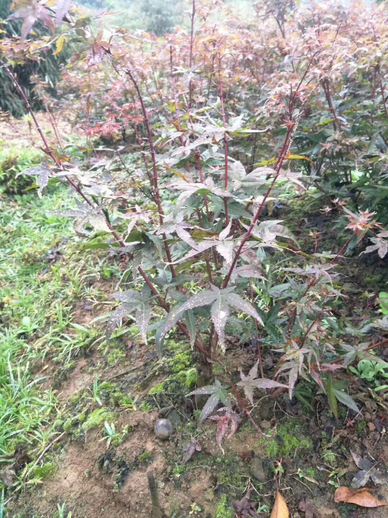 丛生日本红枫红舞姬小苗丛生日本红枫红舞姬小苗红舞姬小苗