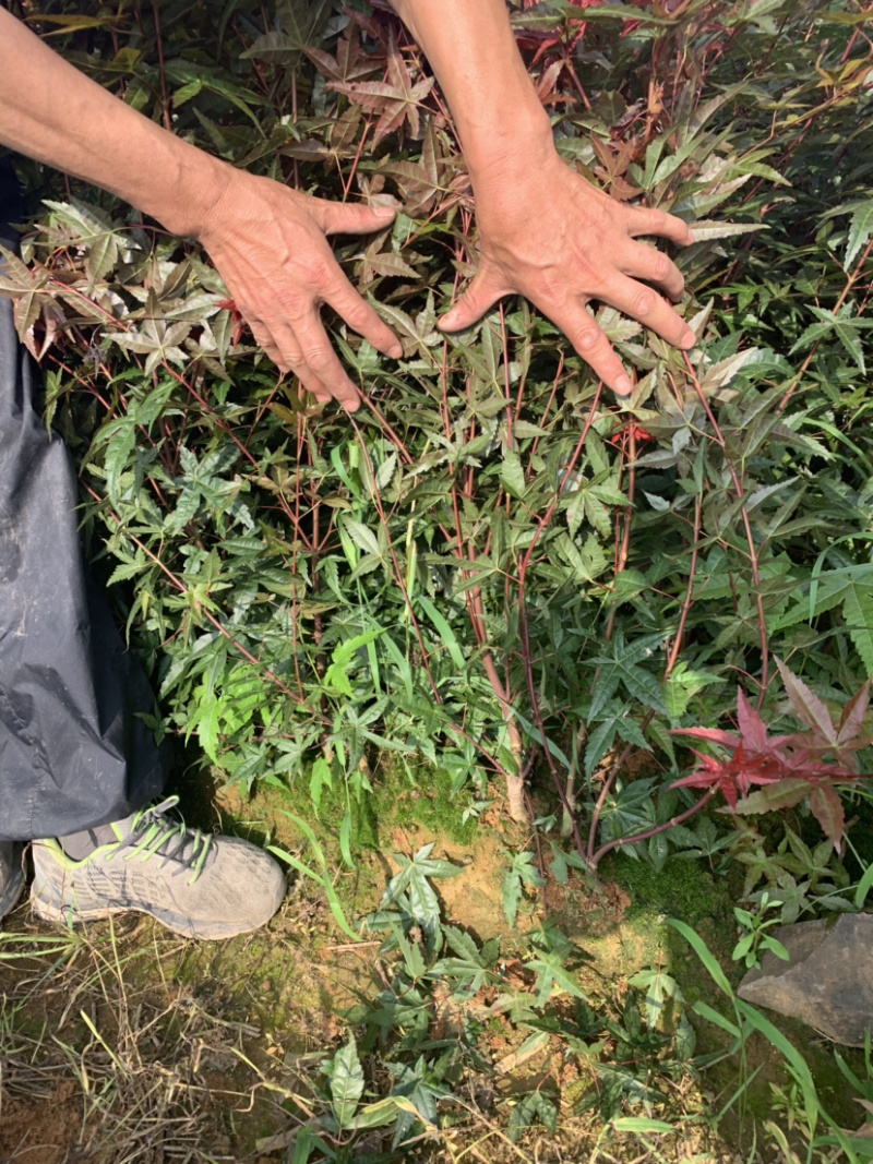丛生日本红枫红舞姬小苗丛生日本红枫红舞姬小苗红舞姬小苗
