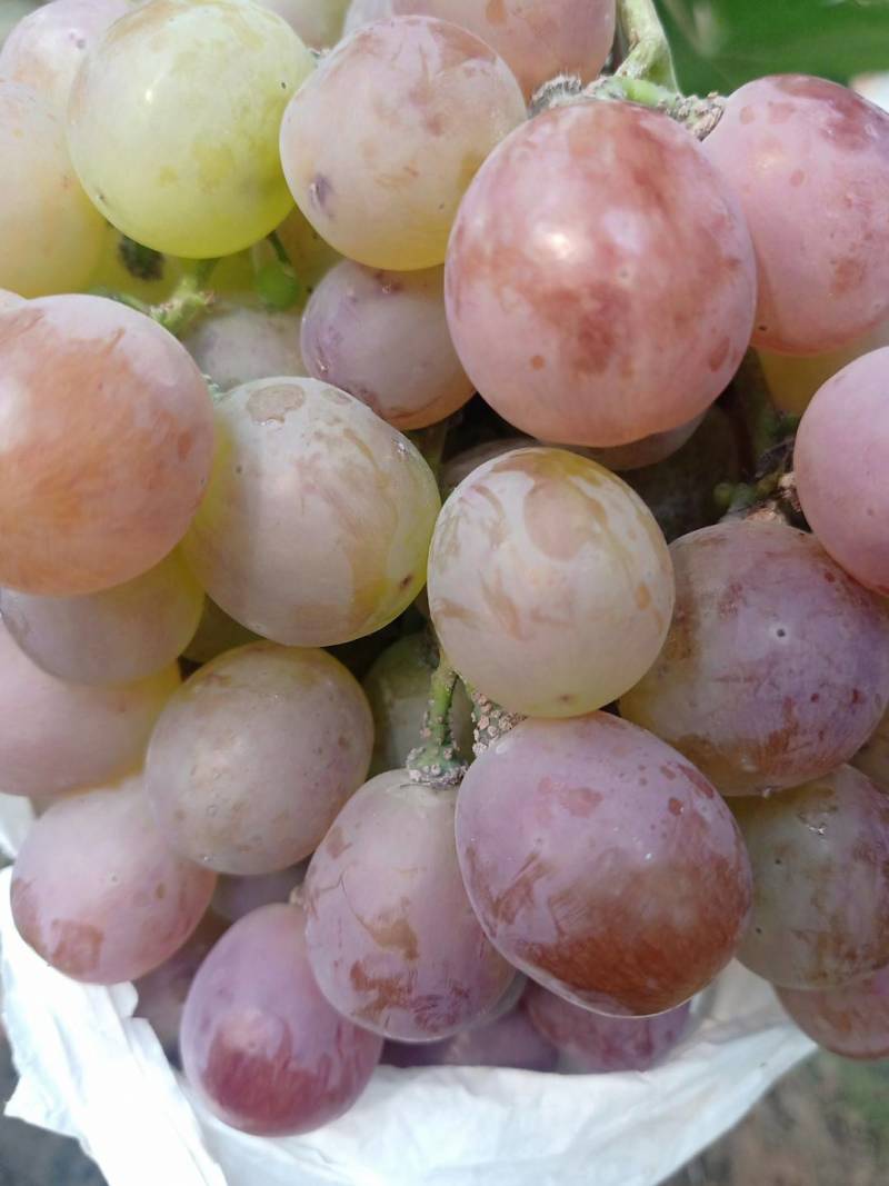 葡萄苗，金手指，阳光玫瑰，蓝莓，夏黑，红提，巨蜂等品种