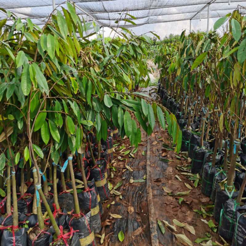 大猫山王榴莲苗马来西亚品种D197可以直接下单假一赔十