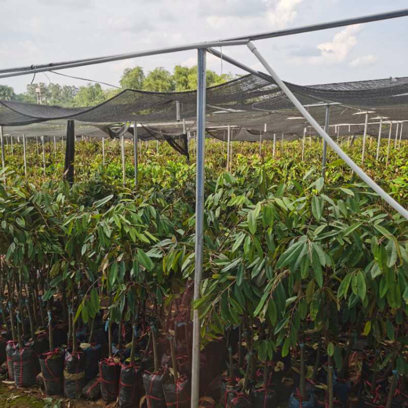 大猫山王榴莲苗马来西亚品种D197可以直接下单假一赔十