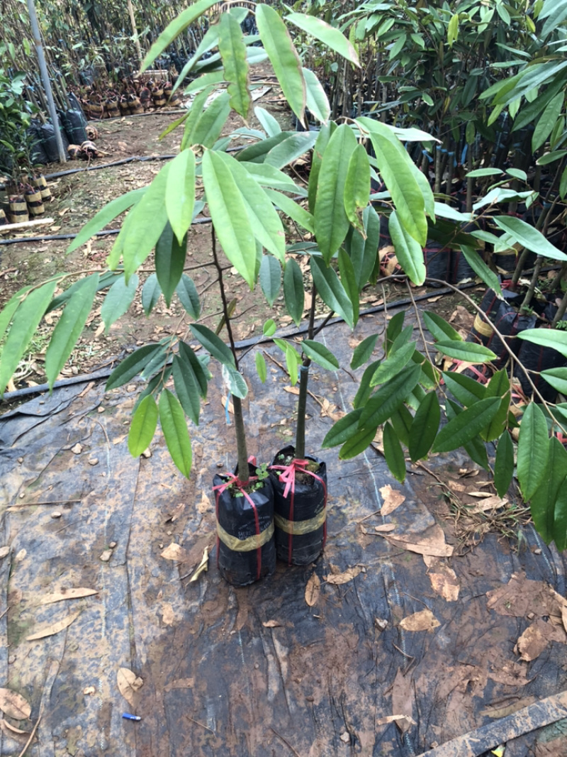 大猫山王榴莲苗马来西亚品种D197可以直接下单假一赔十