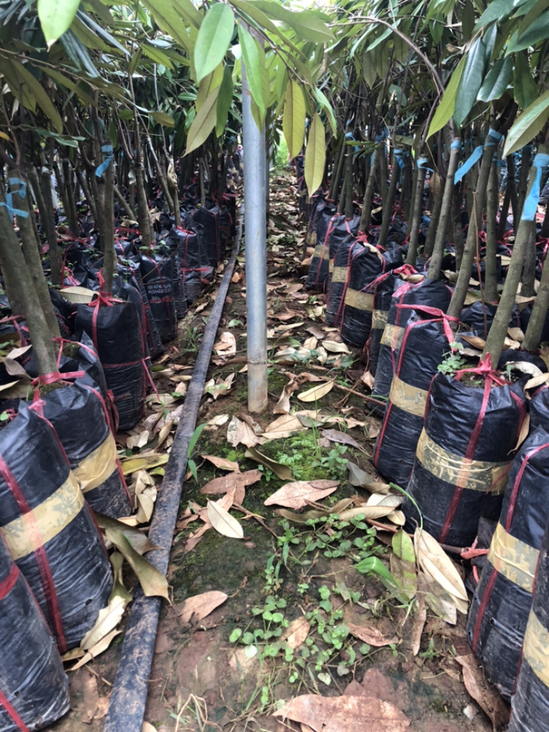 大猫山王榴莲苗马来西亚品种D197可以直接下单假一赔十