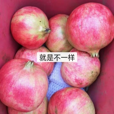 一件代发带箱10斤包邮到家坏果包补
