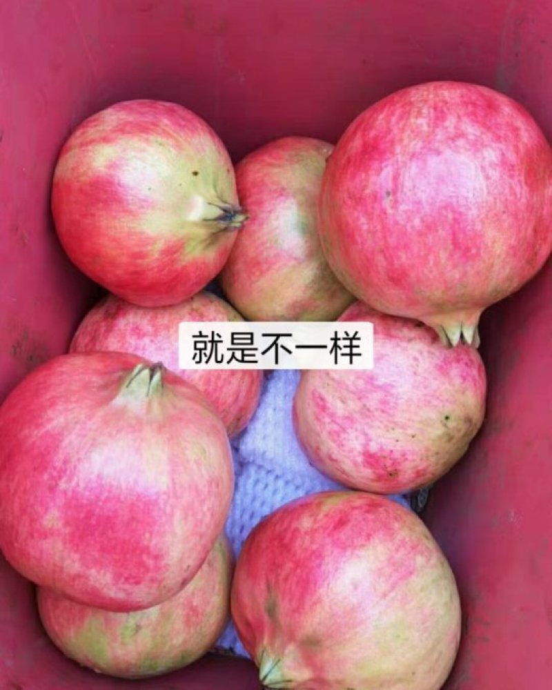 一件代发带箱10斤包邮到家坏果包补