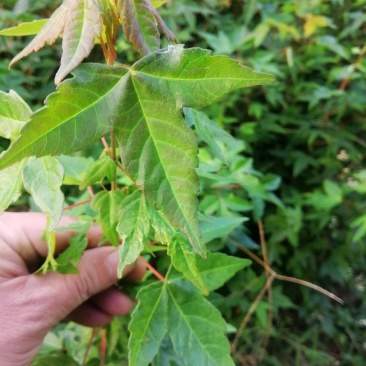 三角枫一年苗，苗子粗壮，籽播苗