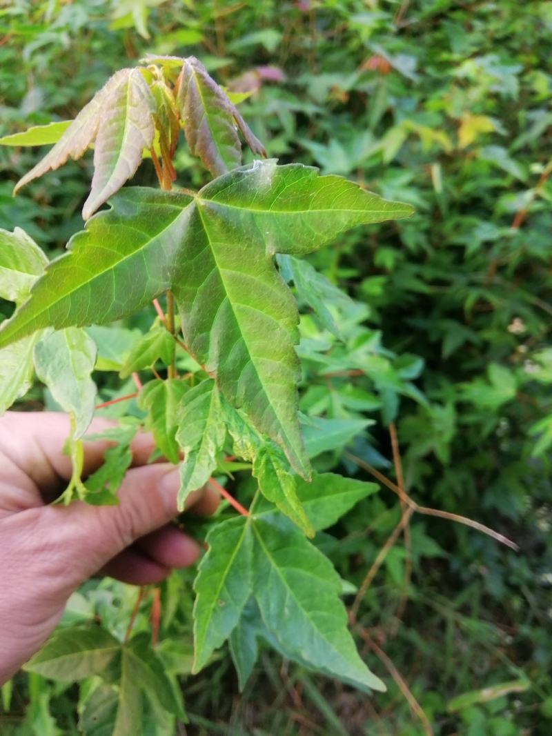 三角枫一年苗，苗子粗壮，籽播苗