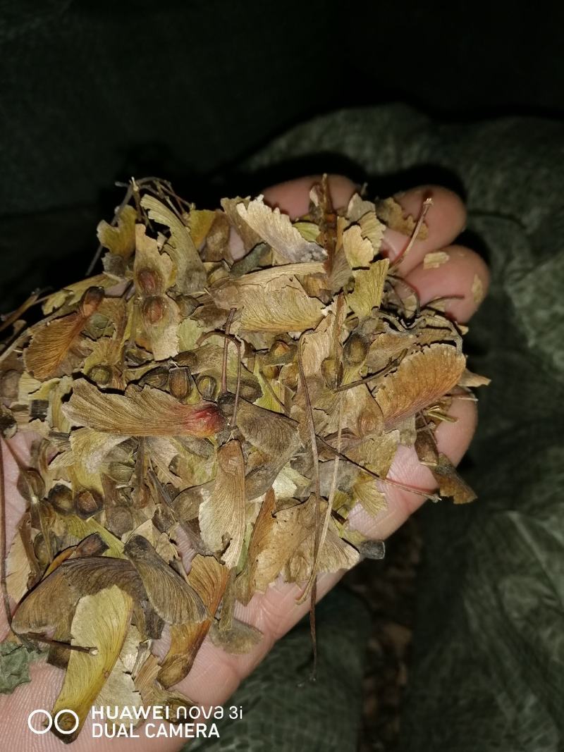 三角枫一年苗，苗子粗壮，籽播苗