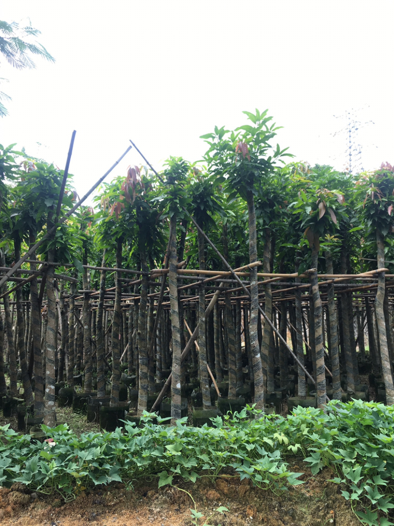 绿化芒果（绿化苗木）长期供应各种绿化苗木