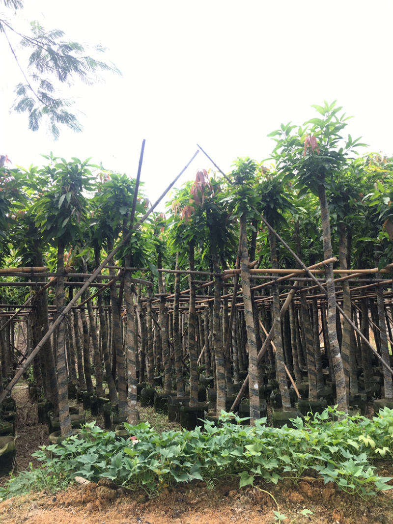 绿化芒果（绿化苗木）长期供应各种绿化苗木