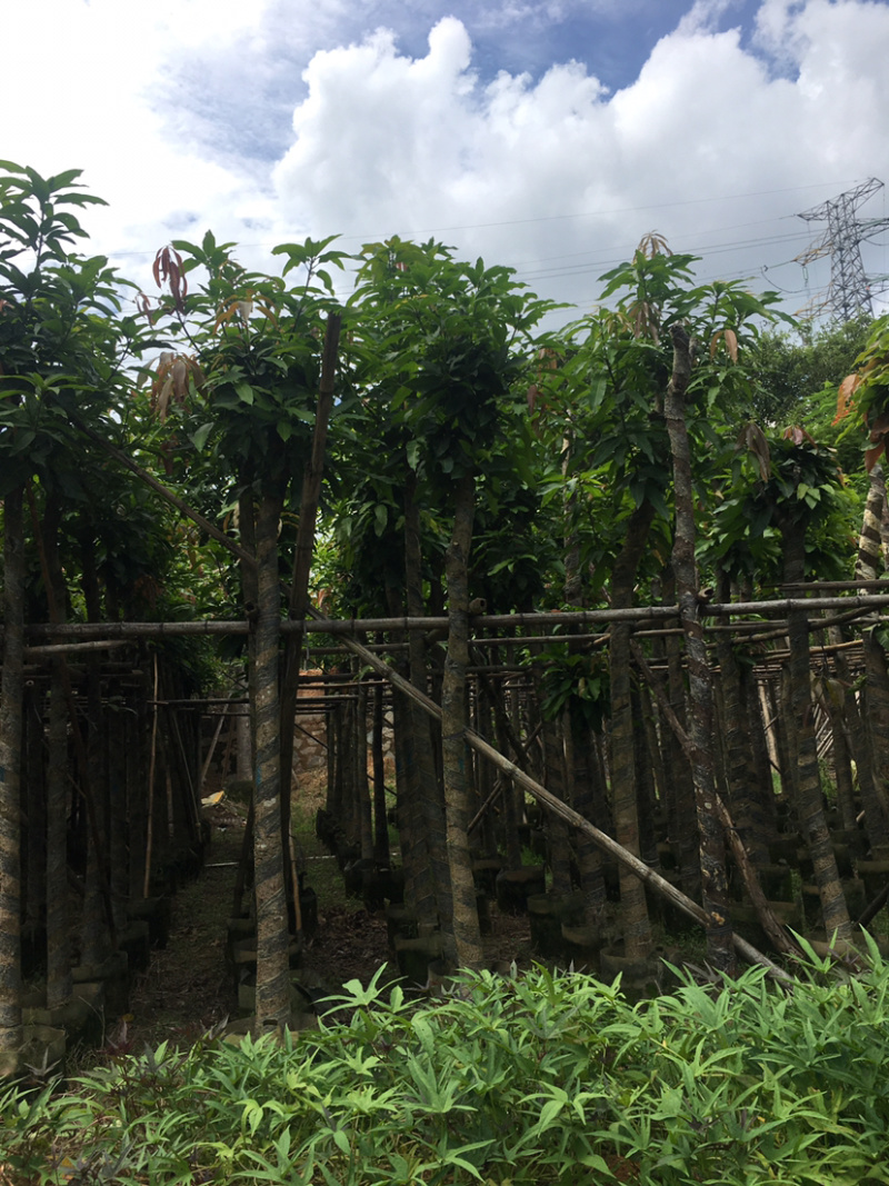绿化芒果（绿化苗木）长期供应各种绿化苗木
